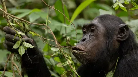 Wild Chimps Drinking the Equivalent of a Beer Per Day from Fermented Produce, Investigation Shows
