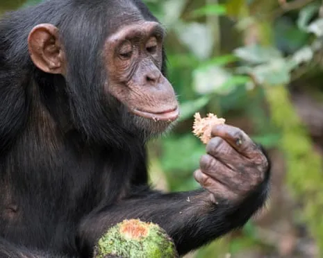 Chimpanzees Ingest Daily Ethanol Comparable to a Beer from Ripe Figs